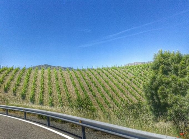  view of a vineyard from the road 